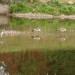 nilgans019klein