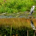 reiher