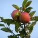 DSC00986