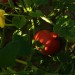 DSC01079