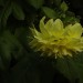blumen006