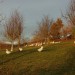landschaft006