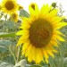 sonnenblume