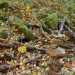 wasserfall001