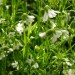 nasse blumen