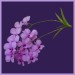 Ostern36
