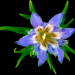 BlaueblumeFrei