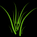 WS2 03 6 Gras
