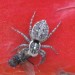 Spinne