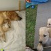 dogs