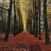 Wald