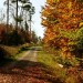 Waldweg2