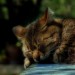 Katze-Orton Effekt