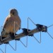 falke