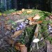 waldboden3
