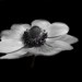 anemone