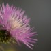 distel
