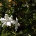 jasmin