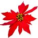 weihnachtsstern