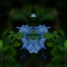 Blauh
