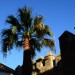 Palme