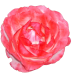 farbausw5