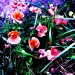 klatschmohn KurvenundSurreal 
