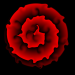 blÃ¼te1