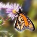schmetterling