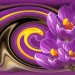 Krokus