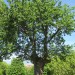 baum