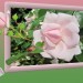 rosebild