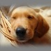 Hund