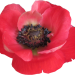 anemone
