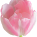 tulpe1