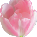 tulpe