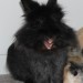 elvis1