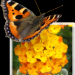 schmetterling