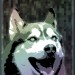 hund2