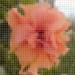 Hibiscus Mosaik