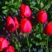 DSC03223
