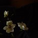 DSC05049