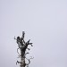 DSC08099-2