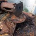 rost2