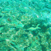 Fische