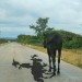 Pferd 1