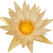 Bluete8_UweF