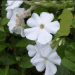 phlox1