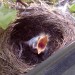 hungriges voegelchen