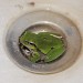 frosch